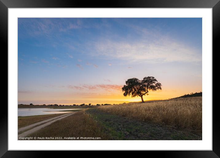 Lonely tree at sunset by the lake Framed Mounted Print by Paulo Rocha