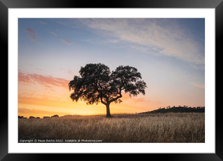 Lonely tree at sunset Framed Mounted Print by Paulo Rocha