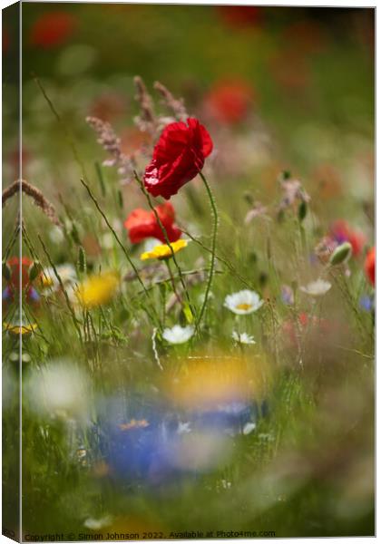 wind blown poppy flower Canvas Print by Simon Johnson
