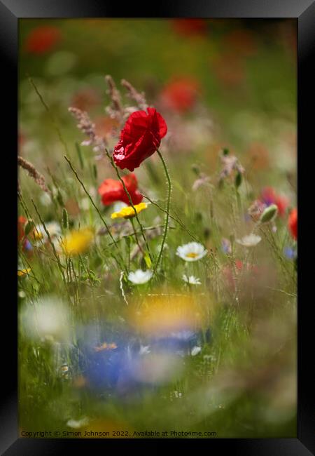 wind blown poppy flower Framed Print by Simon Johnson