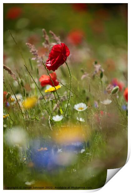 wind blown poppy flower Print by Simon Johnson