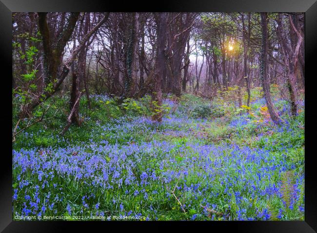 Enchanting Bluebell Forest Framed Print by Beryl Curran