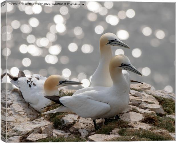 Majestic Gannets overlooking the Sea Canvas Print by tammy mellor