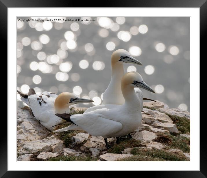 Majestic Gannets overlooking the Sea Framed Mounted Print by tammy mellor
