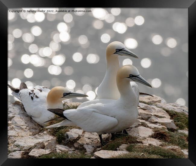 Majestic Gannets overlooking the Sea Framed Print by tammy mellor
