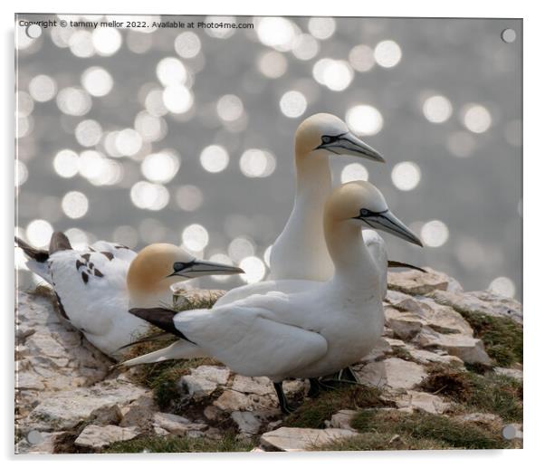 Majestic Gannets overlooking the Sea Acrylic by tammy mellor