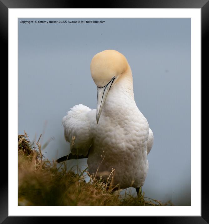 Majestic Gannet Preening Framed Mounted Print by tammy mellor