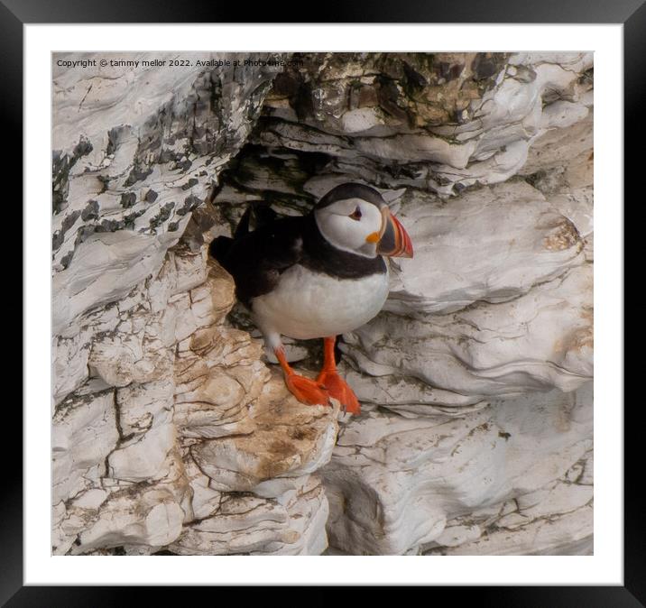 Majestic Puffin Poses for the Perfect Picture Framed Mounted Print by tammy mellor