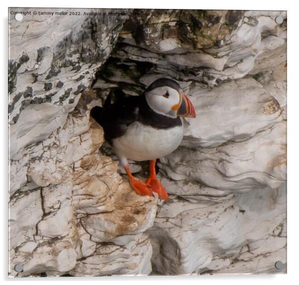 Majestic Puffin Poses for the Perfect Picture Acrylic by tammy mellor