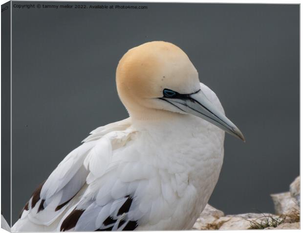 Majestic Gannet Perched on Cliff Canvas Print by tammy mellor