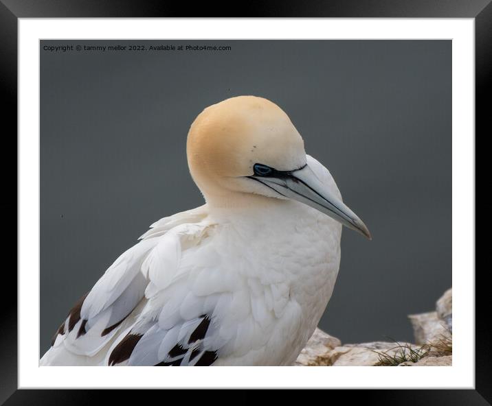 Majestic Gannet Perched on Cliff Framed Mounted Print by tammy mellor