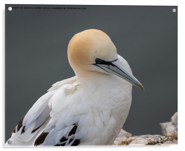 Majestic Gannet Perched on Cliff Acrylic by tammy mellor