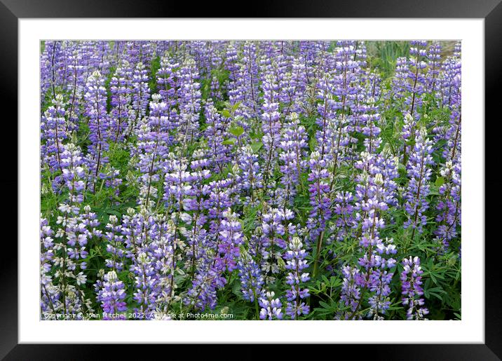 Field of Wild Purple Lupine Flowers Framed Mounted Print by John Mitchell