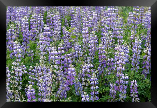 Field of Wild Purple Lupine Flowers Framed Print by John Mitchell