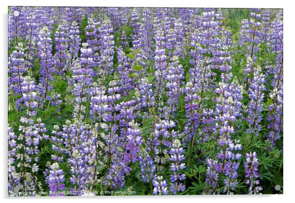 Field of Wild Purple Lupine Flowers Acrylic by John Mitchell