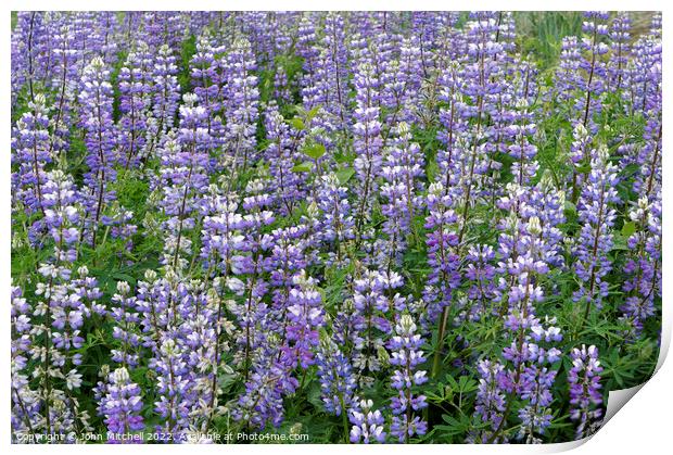 Field of Wild Purple Lupine Flowers Print by John Mitchell
