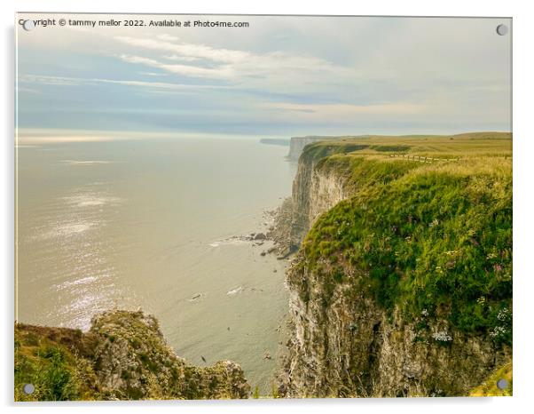 Majestic Bempton Cliffs Acrylic by tammy mellor