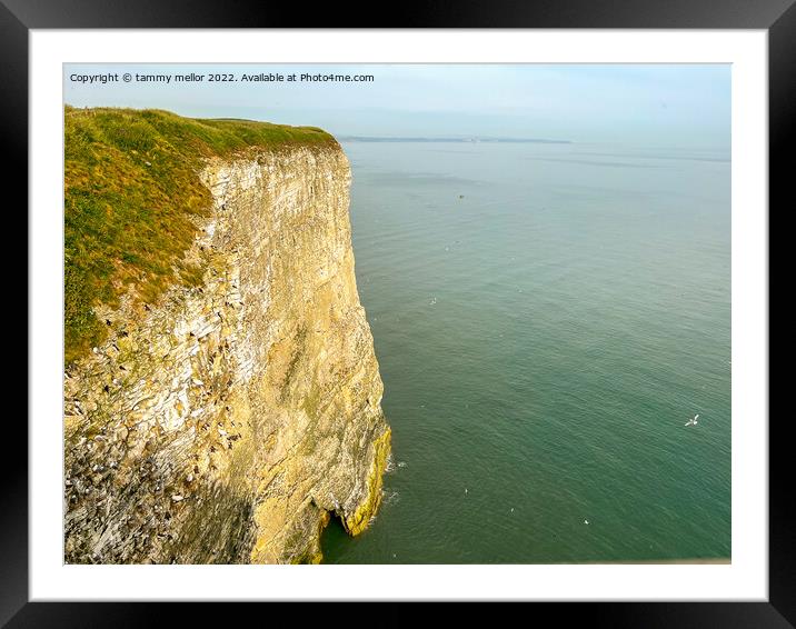 Majestic Bempton Cliffs Framed Mounted Print by tammy mellor