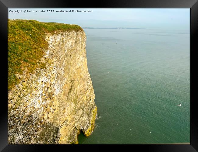 Majestic Bempton Cliffs Framed Print by tammy mellor