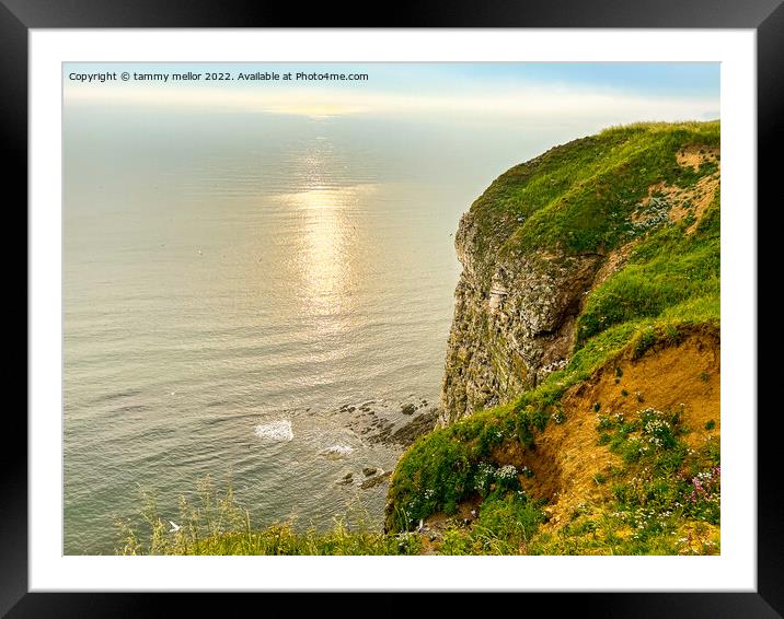 Majestic Beauty of Bempton Cliffs Framed Mounted Print by tammy mellor