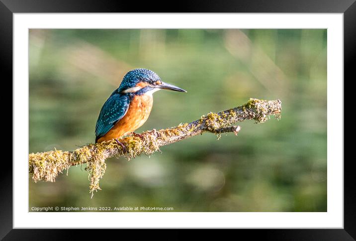 Kingfisher Framed Mounted Print by Stephen Jenkins