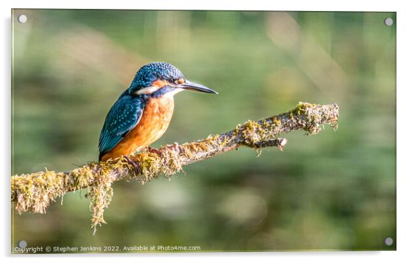 Kingfisher Acrylic by Stephen Jenkins