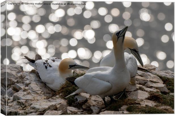 Majestic Gannets overlooking the sea Canvas Print by tammy mellor