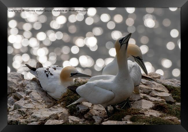 Majestic Gannets overlooking the sea Framed Print by tammy mellor