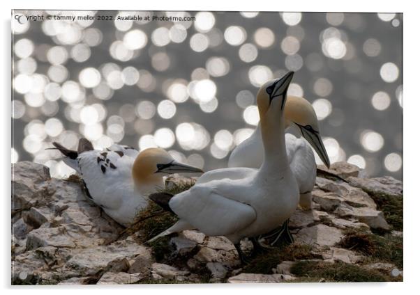 Majestic Gannets overlooking the sea Acrylic by tammy mellor