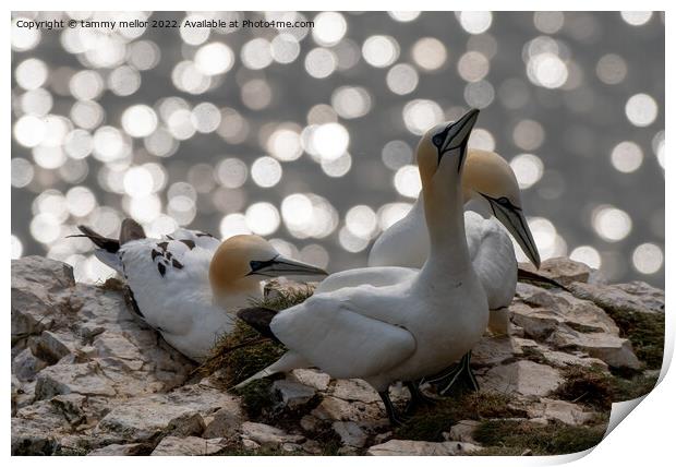 Majestic Gannets overlooking the sea Print by tammy mellor