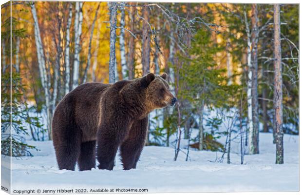 Brown bear leaving forest Canvas Print by Jenny Hibbert