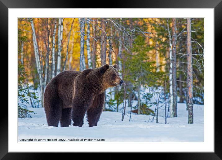 Brown bear leaving forest Framed Mounted Print by Jenny Hibbert