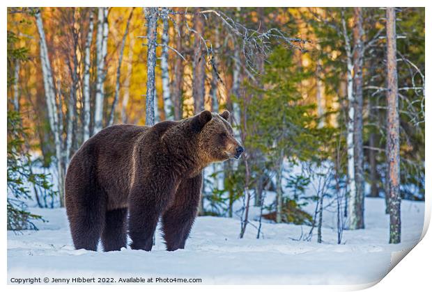 Brown bear leaving forest Print by Jenny Hibbert