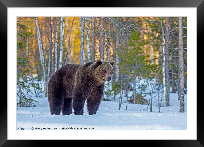 Brown bear pausing as leaving forest, Finland Framed Mounted Print by Jenny Hibbert