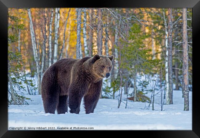 Brown bear pausing as leaving forest, Finland Framed Print by Jenny Hibbert