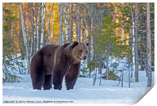 Brown bear pausing as leaving forest, Finland Print by Jenny Hibbert