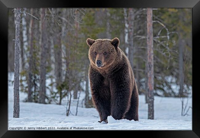 Brown bear in the snow Finland Framed Print by Jenny Hibbert