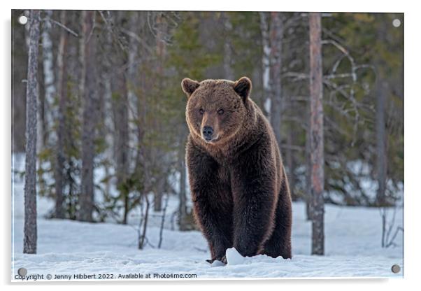 Brown bear in the snow Finland Acrylic by Jenny Hibbert