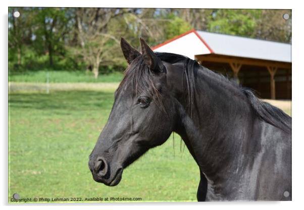 Black Horse (1A) Acrylic by Philip Lehman