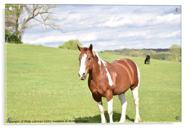 Painted Horse (A) Acrylic by Philip Lehman