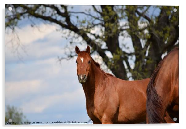 Brown Quarter Horse (1A) Acrylic by Philip Lehman