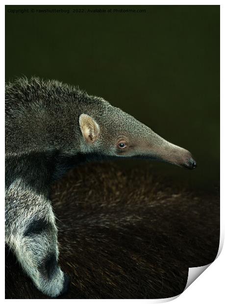 Giant Anteater Baby Print by rawshutterbug 