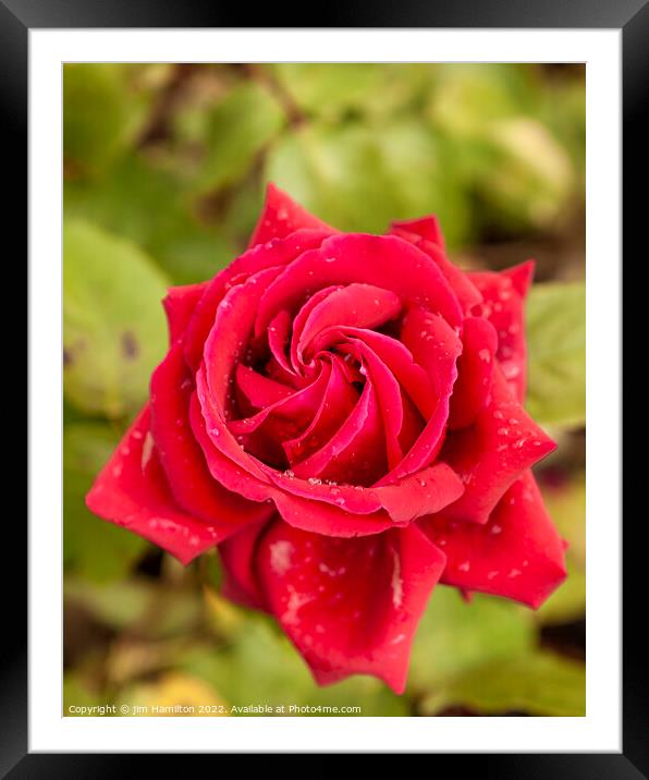 Red Rose Framed Mounted Print by jim Hamilton