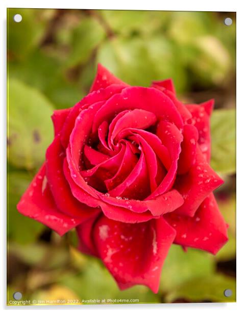 Red Rose Acrylic by jim Hamilton