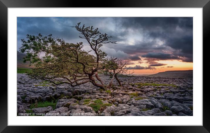 Windswept Hawthorn tree in Yorkshire Framed Mounted Print by George Robertson