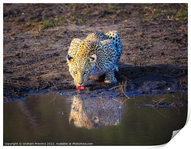 Leopard (Panthera pardus) drinking Print by Graham Prentice
