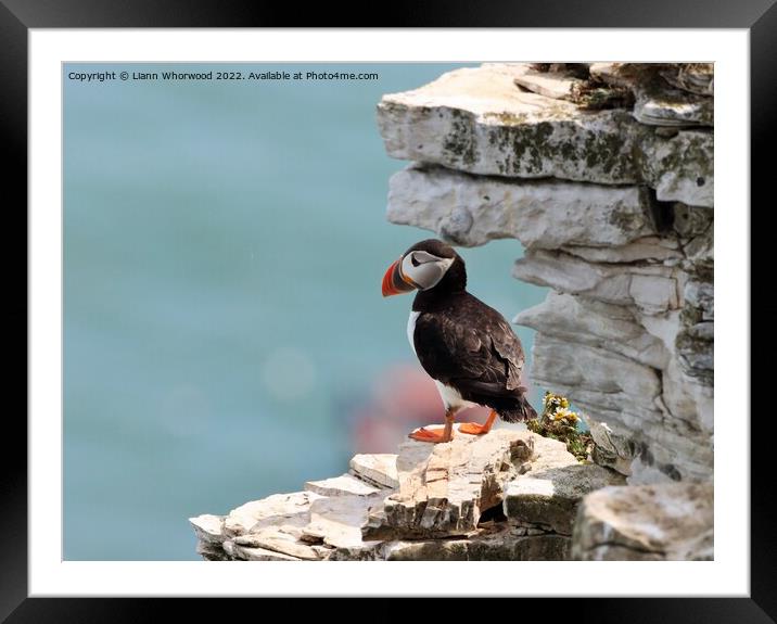 Puffin looking out to sea Framed Mounted Print by Liann Whorwood