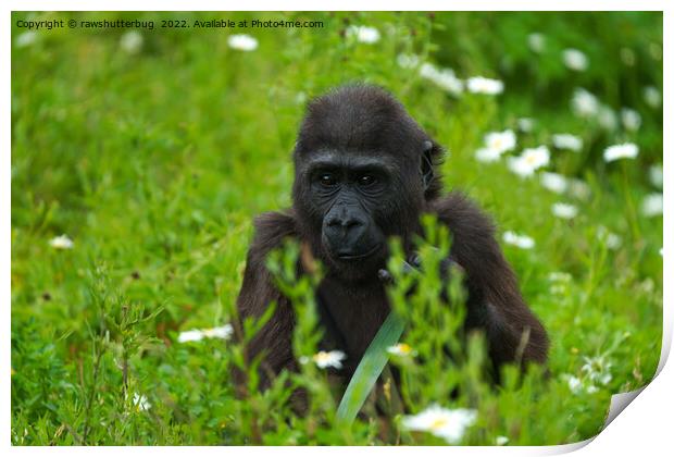 Gorilla Baby Hiding In The Grass Print by rawshutterbug 
