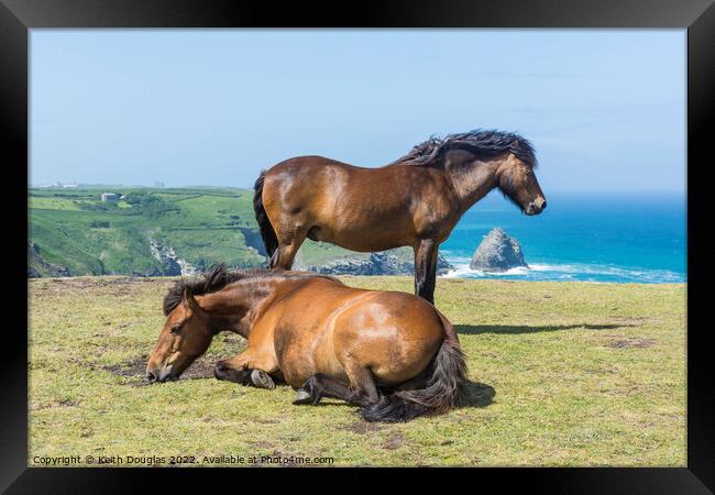 Two horses at Willapark, Cornwall Framed Print by Keith Douglas