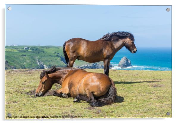 Two horses at Willapark, Cornwall Acrylic by Keith Douglas